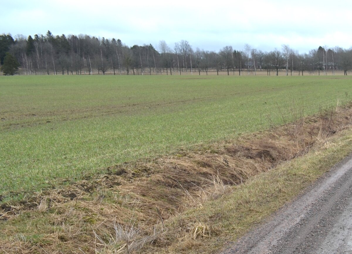 Koeruutuhavaintojen mukaan syysviljoista ruis ja vehnä ovat talvehtineet hyvin.