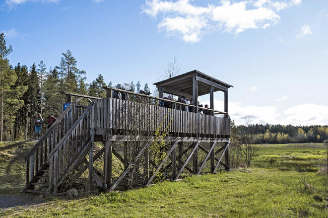Järvelän lintulava on mukana Tornien taistossa.