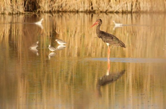 Lintuja Natura 2000 -suojelualueella. Linnut reagoivat herkästi ympäristömuutoksiin, minkä vuoksi ne ovat tärkeitä ekosysteemin hyvinvoinnin indikaattoreita. 

