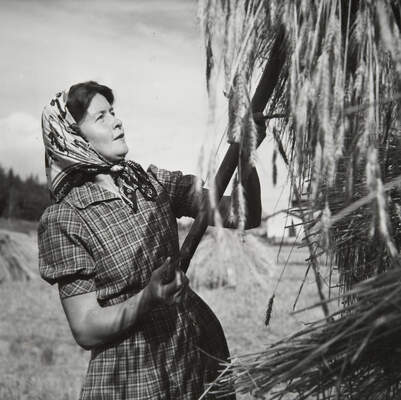 Kuvaajalegenda Björn Soldan ikuisti talkootöihin Suomeen saapuneen Salmisen elokuussa 1941 sipoolaisella viljapellolla. 