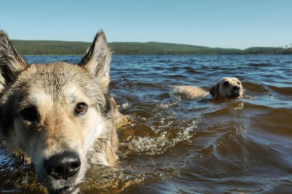 Koirat eivät aina osaa itse pitää taukoja vesileikeistään, joten uimisen määrää kannattaa rajoittaa ongelmien ennaltaehkäisemiseksi. 
