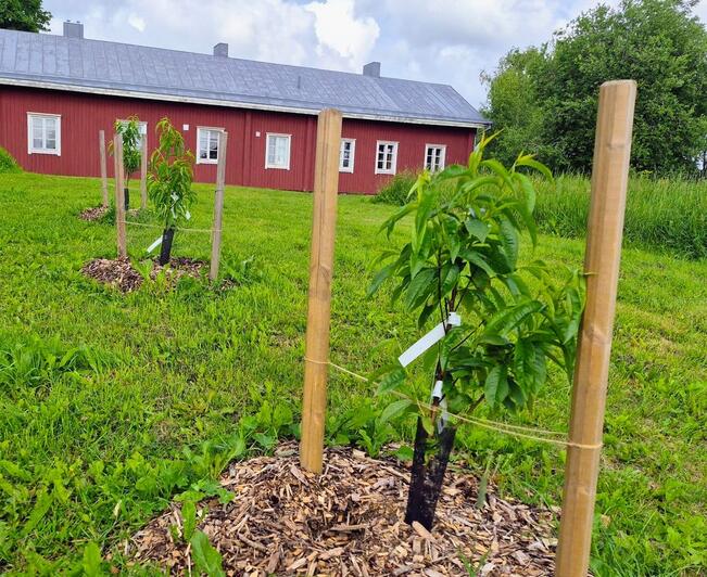 Aprikooseja ja persikoita istutetaan avomaalle Etelä-Suomessa. 