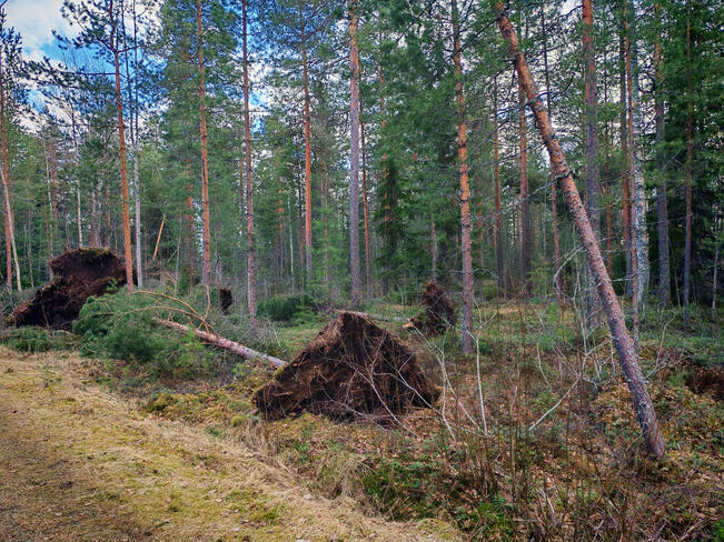 Hannes-myrskyssä kaatuneita puita.