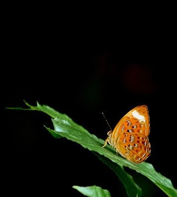 Harlequin (Taxila haquinus). 