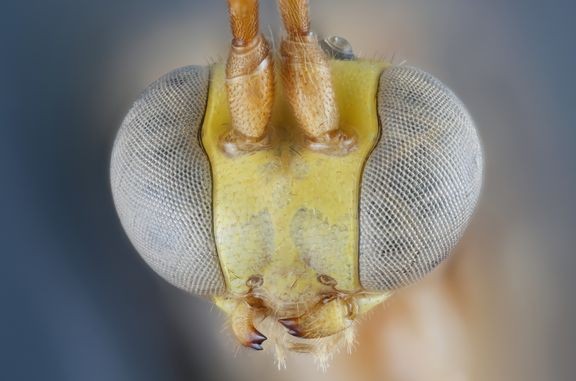 Brachycyrtus politus löytyi läntisen Amazonian sademetsistä. Se lukeutuu hyvin harvinaiseen Brachycyrtinae-alaheimoon, josta tiedetään edelleen vähän. Uusi tutkimus valaisee alaheimon monimuotoisuutta ja ekologiaa Afrikan ja Amazonian sademetsäalueilla. 
