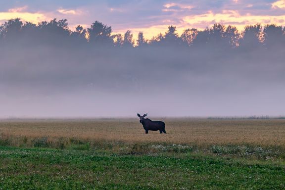 Hirvet liikkuvat paljon kiima-aikana syys- ja lokakuussa. Myös syksyn hirvenmetsästyskausi sekä muutto talvilaitumille saa hirvet liikkeelle.