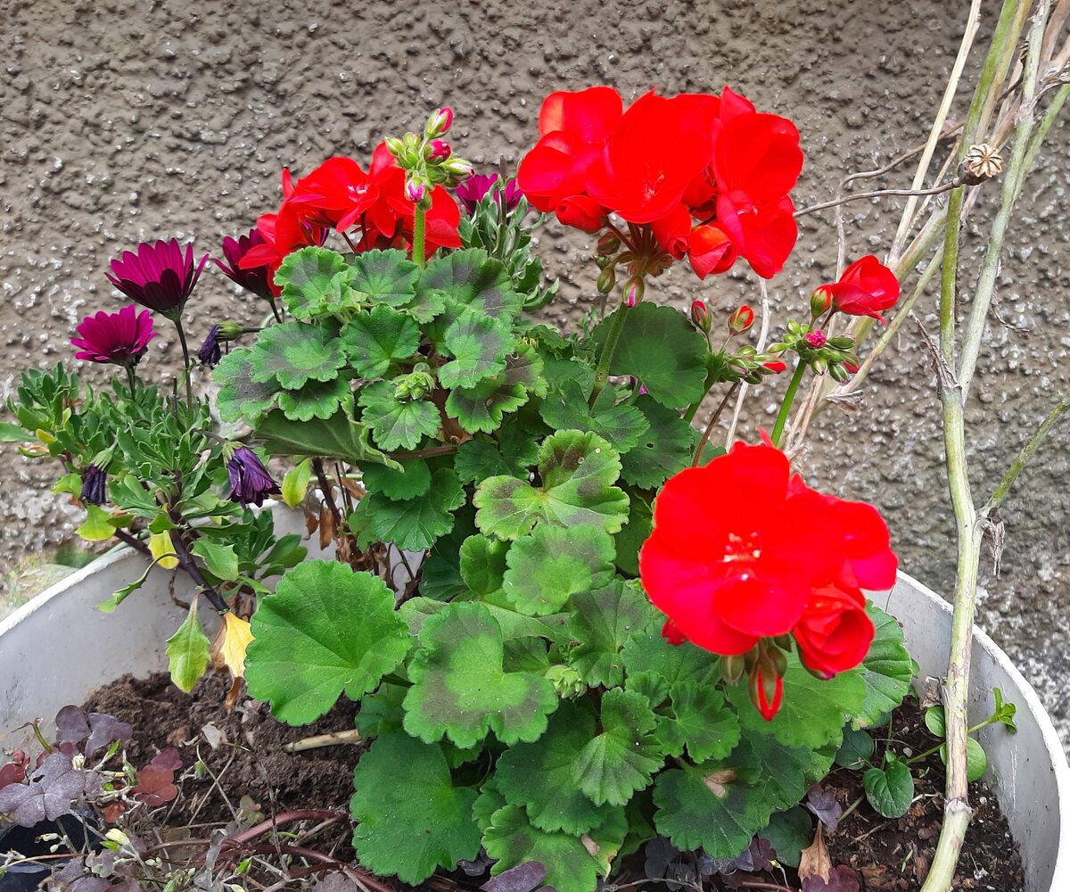 Pelargonien kukinta on silmiähäikäisevän värikästä.